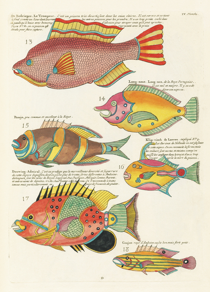 Colourful and surreal illustrations of fishes found in Moluccas Indonesia and the East Indies by Louis Renard 1678 -1746 from Histoire naturelle des plus rares curiositez de la mer des Indes 1754. by IStockHistory com
