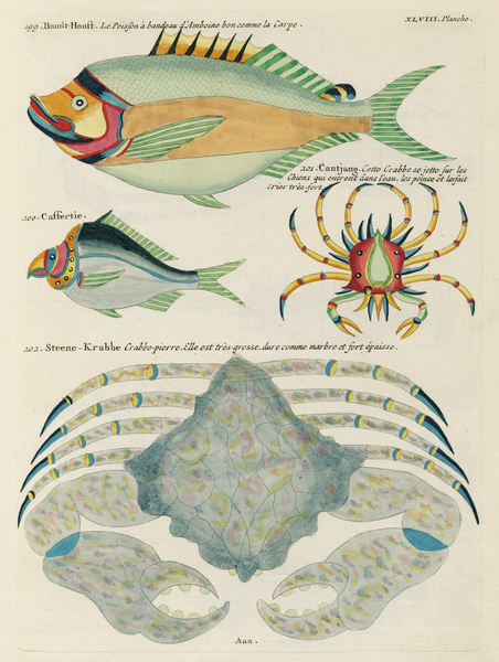 Colourful and surreal illustrations of fishes found in Moluccas Indonesia and the East Indies by Louis Renard 1678 -1746 from Histoire naturelle des plus rares curiositez de la mer des Indes 1754. by IStockHistory com