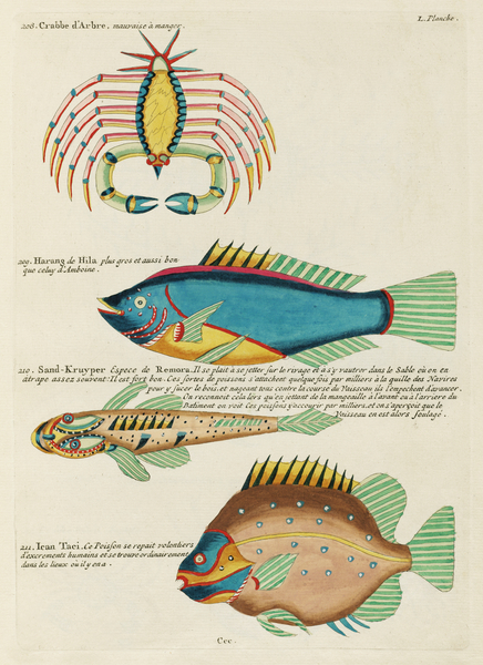 Colourful and surreal illustrations of fishes and crab found in Moluccas Indonesia and the East Indies by Louis Renard 1678 -1746 from Histoire naturelle des plus rares curiositez de la mer des Indes 1754. by IStockHistory com