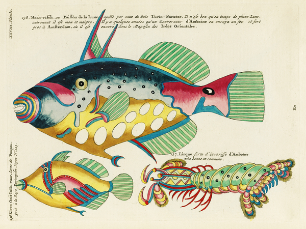 Colourful and surreal illustrations of maribe life found in Moluccas Indonesia and the East Indies by Louis Renard 1678 -1746 from Histoire naturelle des plus rares curiositez de la mer des Indes 1754. by IStockHistory com