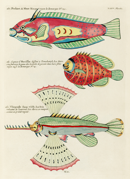 Colourful and surreal illustrations of fishes found in Moluccas Indonesia and the East Indies by Louis Renard 1678 -1746 from Histoire naturelle des plus rares curiositez de la mer des Indes 1754. by IStockHistory com