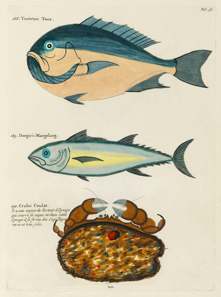 Colourful and surreal illustrations of fishes and crab found in Moluccas Indonesia and the East Indies by Louis Renard 1678 -1746 from Histoire naturelle des plus rares curiositez de la mer des Indes 1754. by IStockHistory com