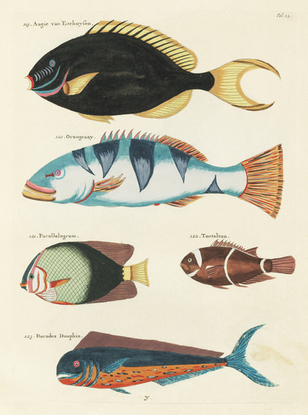 Colourful and surreal illustrations of fishes found in Moluccas Indonesia and the East Indies by Louis Renard 1678 -1746 from Histoire naturelle des plus rares curiositez de la mer des Indes 1754. by IStockHistory com