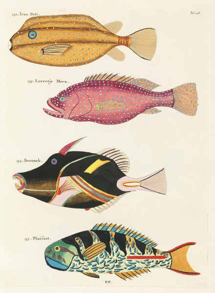 Colourful and surreal illustrations of fishes found in Moluccas Indonesia and the East Indies by Louis Renard 1678 -1746 from Histoire naturelle des plus rares curiositez de la mer des Indes 1754. by IStockHistory com
