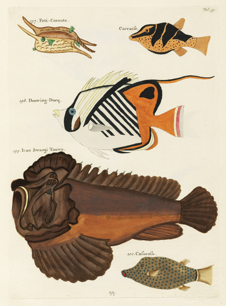 Colourful and surreal illustrations of fishes found in Moluccas Indonesia and the East Indies by Louis Renard 1678 -1746 from Histoire naturelle des plus rares curiositez de la mer des Indes 1754. by IStockHistory com