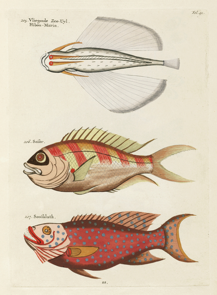 Colourful and surreal illustrations of fishes found in Moluccas Indonesia and the East Indies by Louis Renard 1678 -1746 from Histoire naturelle des plus rares curiositez de la mer des Indes 1754. by IStockHistory com