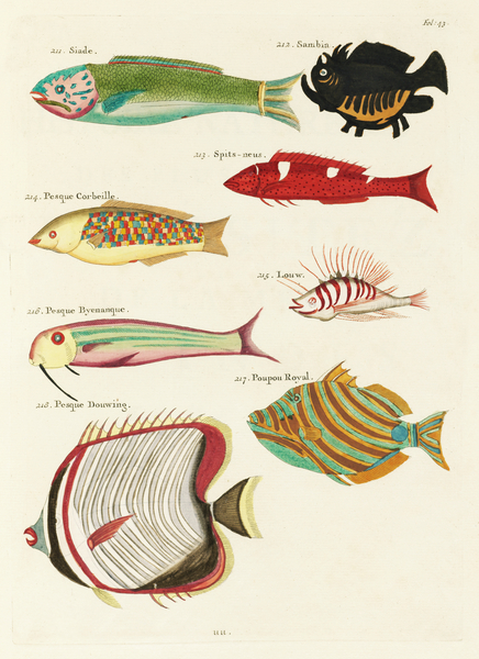 Colourful and surreal illustrations of fishes found in Moluccas Indonesia and the East Indies by Louis Renard 1678 -1746 from Histoire naturelle des plus rares curiositez de la mer des Indes 1754. by IStockHistory com