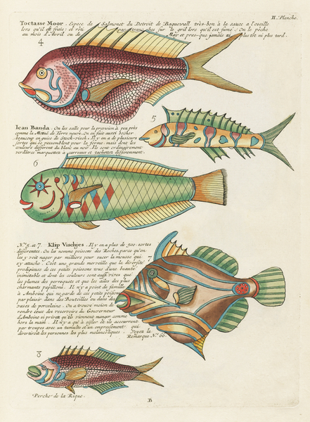 Colourful and surreal illustrations of fishes found in Moluccas Indonesia and the East Indies by Louis Renard 1678 -1746 from Histoire naturelle des plus rares curiositez de la mer des Indes 1754. by IStockHistory com
