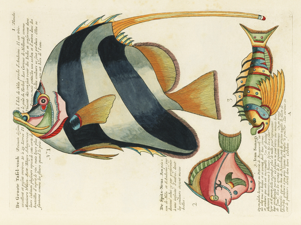 Colourful and surreal illustrations of fishes found in Moluccas Indonesia and the East Indies by Louis Renard 1678 -1746 from Histoire naturelle des plus rares curiositez de la mer des Indes 1754. by IStockHistory com