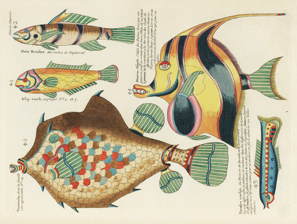 Colourful and surreal illustrations of fishes found in Moluccas Indonesia and the East Indies by Louis Renard 1678 -1746 from Histoire naturelle des plus rares curiositez de la mer des Indes 1754. by IStockHistory com