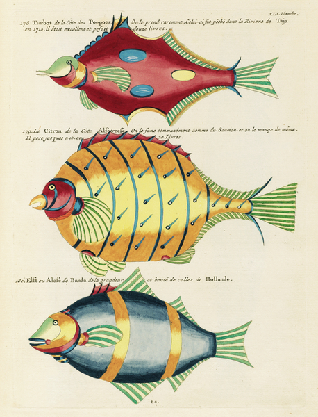 Colourful and surreal illustrations of fishes found in Moluccas Indonesia and the East Indies by Louis Renard 1678 -1746 from Histoire naturelle des plus rares curiositez de la mer des Indes 1754. by IStockHistory com