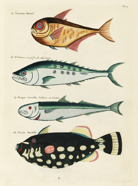 Colourful and surreal illustrations of fishes found in Moluccas Indonesia and the East Indies by Louis Renard 1678 -1746 from Histoire naturelle des plus rares curiositez de la mer des Indes 1754. by IStockHistory com