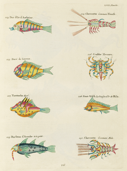 Colourful and surreal illustrations of fishes lobsters and crab found in Moluccas Indonesia and the East Indies by Louis Renard 1678 -1746 from Histoire naturelle des plus rares curiositez de la mer des Indes 1754. by IStockHistory com