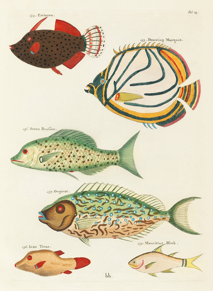 Colourful and surreal illustrations of fishes found in Moluccas Indonesia and the East Indies by Louis Renard 1678 -1746 from Histoire naturelle des plus rares curiositez de la mer des Indes 1754. by IStockHistory com