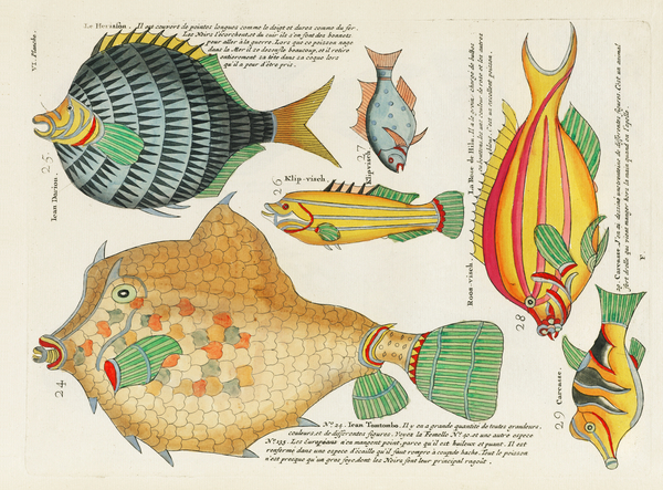 Colourful and surreal illustrations of fishes found in Moluccas Indonesia and the East Indies by Louis Renard 1678 -1746 from Histoire naturelle des plus rares curiositez de la mer des Indes 1754. by IStockHistory com