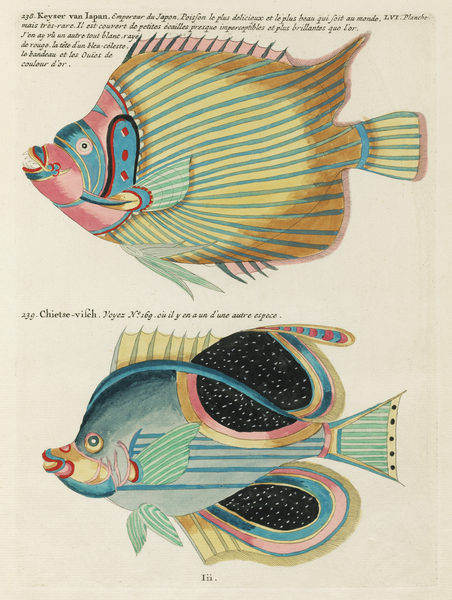 Colourful and surreal illustrations of fishes found in Moluccas Indonesia and the East Indies by Louis Renard 1678 -1746 from Histoire naturelle des plus rares curiositez de la mer des Indes 1754. by IStockHistory com