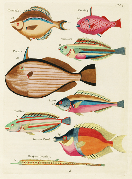 Colourful and surreal illustrations of fishes found in Moluccas Indonesia and the East Indies by Louis Renard 1678 -1746 from Histoire naturelle des plus rares curiositez de la mer des Indes 1754. by IStockHistory com