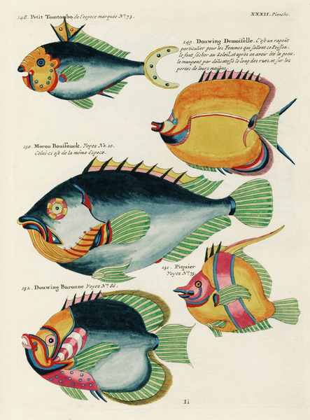 Colourful and surreal illustrations of fishes found in Moluccas Indonesia and the East Indies by Louis Renard 1678 -1746 from Histoire naturelle des plus rares curiositez de la mer des Indes 1754. by IStockHistory com