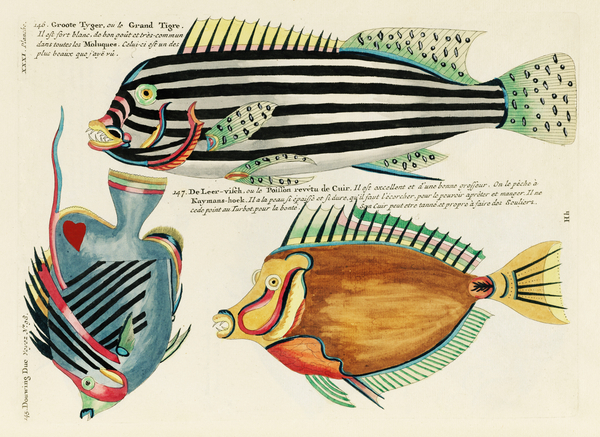 Colourful and surreal illustrations of fishes found in Moluccas Indonesia and the East Indies by Louis Renard 1678 -1746 from Histoire naturelle des plus rares curiositez de la mer des Indes 1754. by IStockHistory com