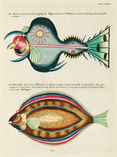 Colourful and surreal illustrations of fishes found in Moluccas Indonesia and the East Indies by Louis Renard 1678 -1746 from Histoire naturelle des plus rares curiositez de la mer des Indes 1754. by IStockHistory com