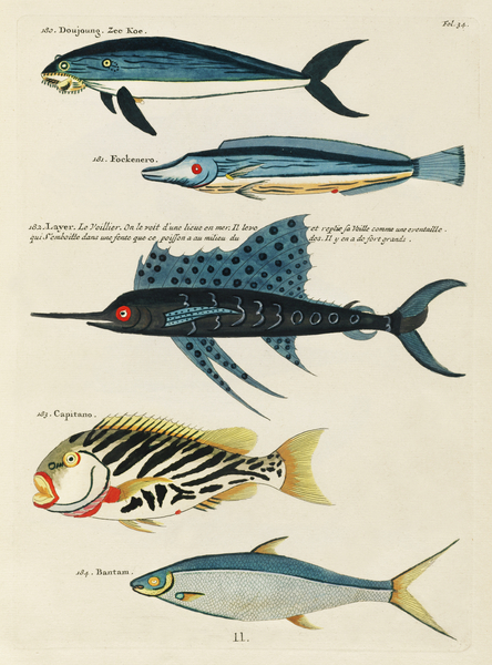 Colourful and surreal illustrations of fishes found in Moluccas Indonesia and the East Indies by Louis Renard 1678 -1746 from Histoire naturelle des plus rares curiositez de la mer des Indes 1754. by IStockHistory com