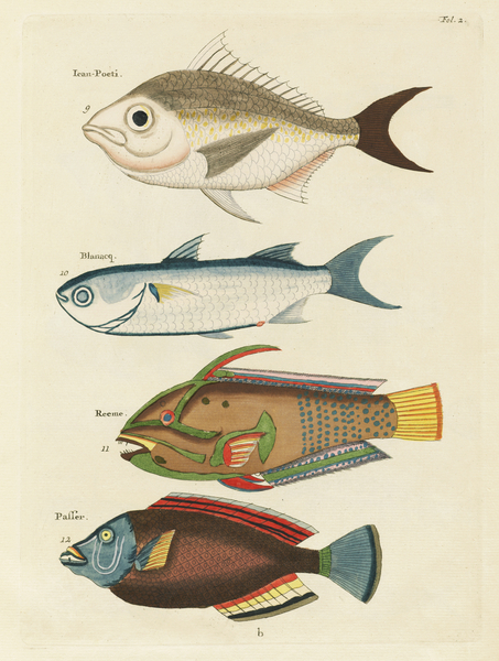 Colourful and surreal illustrations of fishes found in Moluccas Indonesia and the East Indies by Louis Renard 1678 -1746 from Histoire naturelle des plus rares curiositez de la mer des Indes 1754. by IStockHistory com