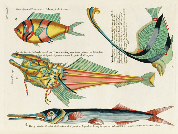 Colourful and surreal illustrations of fishes found in Moluccas Indonesia and the East Indies by Louis Renard 1678 -1746 from Histoire naturelle des plus rares curiositez de la mer des Indes 1754. by IStockHistory com