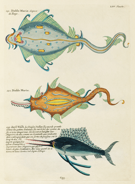 Colourful and surreal illustrations of fishes found in Moluccas Indonesia and the East Indies by Louis Renard 1678 -1746 from Histoire naturelle des plus rares curiositez de la mer des Indes 1754. by IStockHistory com