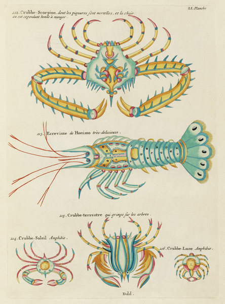 Colourful and surreal illustrations of fishes and  found in the Indian and Pacific Oceans by Louis Renard 1678 -1746 from Histoire naturelle des plus rares curiositez de la mer des Indes 1754. by IStockHistory com