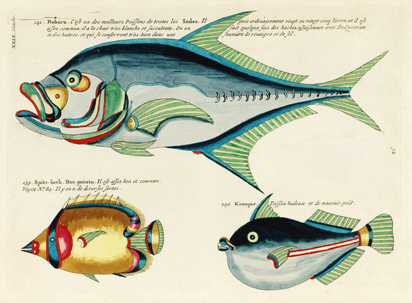 Colourful and surreal illustrations of fishes found in Moluccas Indonesia and the East Indies by Louis Renard 1678 -1746 from Histoire naturelle des plus rares curiositez de la mer des Indes 1754. by IStockHistory com