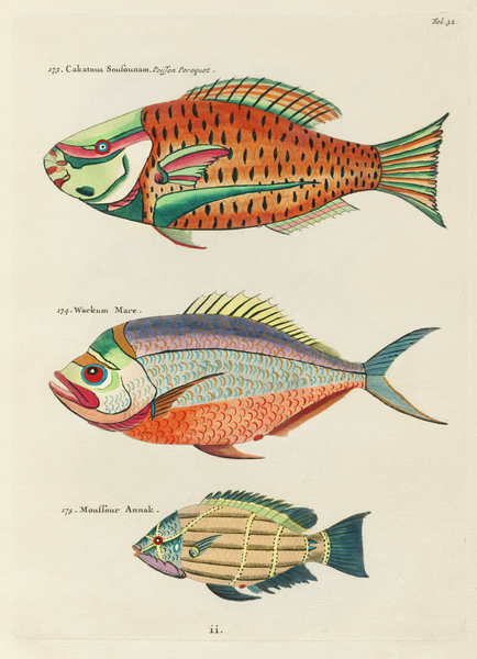 Colourful and surreal illustrations of fishes found in Moluccas Indonesia and the East Indies by Louis Renard 1678 -1746 from Histoire naturelle des plus rares curiositez de la mer des Indes 1754. by IStockHistory com