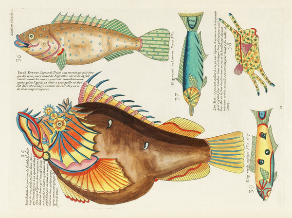 Colourful and surreal illustrations of fishes found in Moluccas Indonesia and the East Indies by Louis Renard 1678 -1746 from Histoire naturelle des plus rares curiositez de la mer des Indes 1754. by IStockHistory com