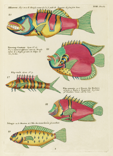 Colourful and surreal illustrations of fishes found in Moluccas Indonesia and the East Indies by Louis Renard 1678 -1746 from Histoire naturelle des plus rares curiositez de la mer des Indes 1754. by IStockHistory com