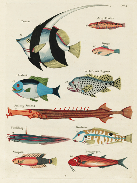 Colourful and surreal illustrations of fishes found in Moluccas Indonesia and the East Indies by Louis Renard 1678 -1746 from Histoire naturelle des plus rares curiositez de la mer des Indes 1754. by IStockHistory com