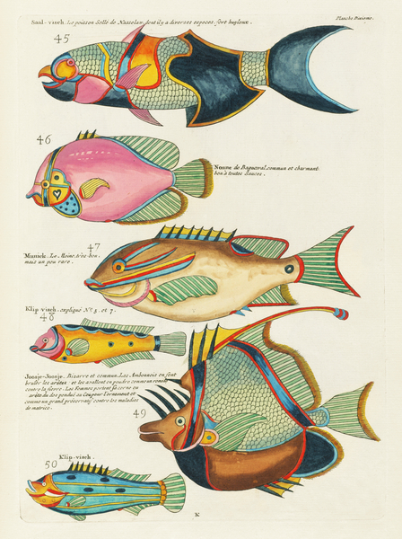 Colourful and surreal illustrations of fishes found in Moluccas Indonesia and the East Indies by Louis Renard 1678 -1746 from Histoire naturelle des plus rares curiositez de la mer des Indes 1754. by IStockHistory com