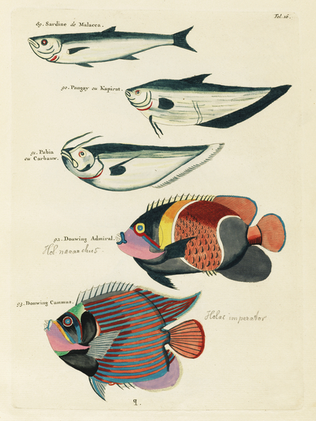 Colourful and surreal illustrations of fishes found in Moluccas Indonesia and the East Indies by Louis Renard 1678 -1746 from Histoire naturelle des plus rares curiositez de la mer des Indes 1754. by IStockHistory com