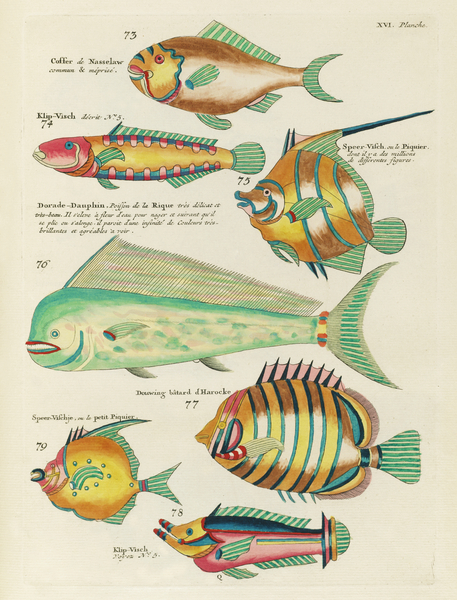 Colourful and surreal illustrations of fishes found in Moluccas Indonesia and the East Indies by Louis Renard 1678 -1746 from Histoire naturelle des plus rares curiositez de la mer des Indes 1754. by IStockHistory com