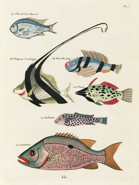 Colourful and surreal illustrations of fishes found in Moluccas Indonesia and the East Indies by Louis Renard 1678 -1746 from Histoire naturelle des plus rares curiositez de la mer des Indes 1754. by IStockHistory com