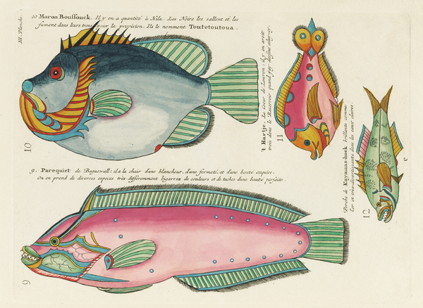 Colourful and surreal illustrations of fishes found in Moluccas Indonesia and the East Indies by Louis Renard 1678 -1746 from Histoire naturelle des plus rares curiositez de la mer des Indes 1754. by IStockHistory com