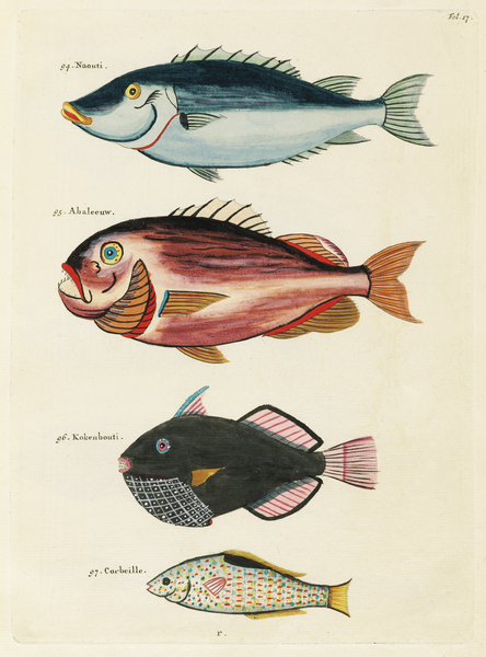 Colourful and surreal illustrations of fishes found in Moluccas Indonesia and the East Indies by Louis Renard 1678 -1746 from Histoire naturelle des plus rares curiositez de la mer des Indes 1754. by IStockHistory com