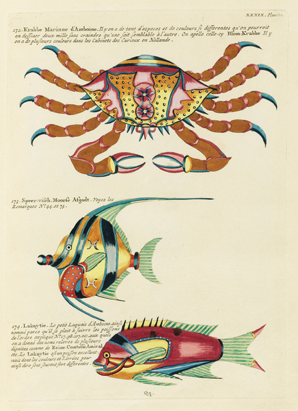 Colourful and surreal illustrations of fishes and crab found in the Indian and Pacific Oceans by Louis Renard 1678 -1746 from Histoire naturelle des plus rares curiositez de la mer des Indes 1754. by IStockHistory com