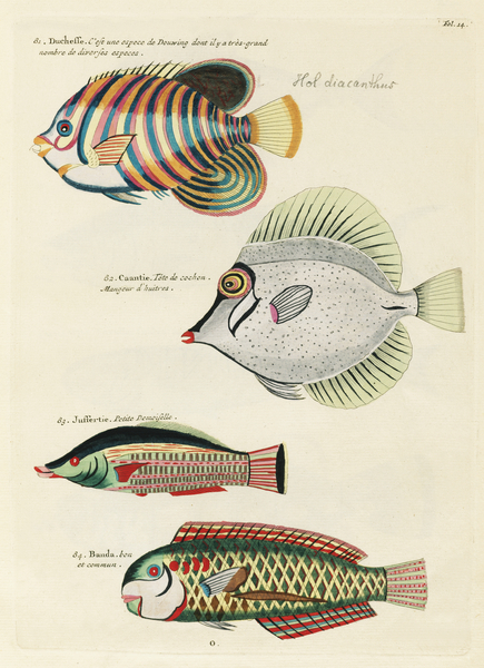 Colourful and surreal illustrations of fishes found in Moluccas Indonesia and the East Indies by Louis Renard 1678 -1746 from Histoire naturelle des plus rares curiositez de la mer des Indes 1754. by IStockHistory com