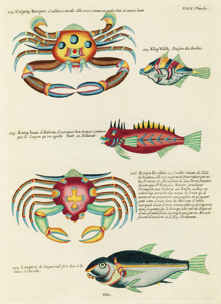 Colourful and surreal illustrations of fishes and crabs found in Moluccas Indonesia and the East Indies by Louis Renard 1678 -1746 from Histoire naturelle des plus rares curiositez de la mer des Indes 1754. by IStockHistory com