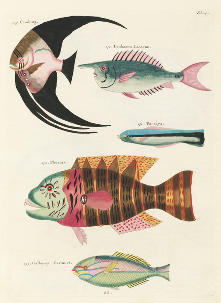 Colourful and surreal illustrations of fishes found in Moluccas Indonesia and the East Indies by Louis Renard 1678 -1746 from Histoire naturelle des plus rares curiositez de la mer des Indes 1754. by IStockHistory com