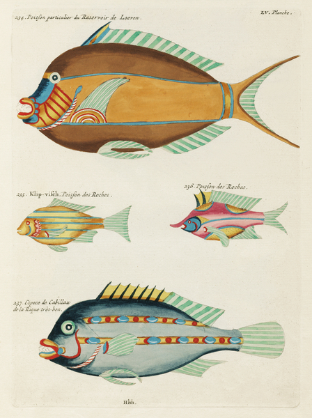 Colourful and surreal illustrations of fishes found in Moluccas Indonesia and the East Indies by Louis Renard 1678 -1746 from Histoire naturelle des plus rares curiositez de la mer des Indes 1754. by IStockHistory com