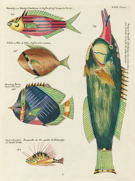 Colourful and surreal illustrations of fishes found in Moluccas Indonesia and the East Indies by Louis Renard 1678 -1746 from Histoire naturelle des plus rares curiositez de la mer des Indes 1754. by IStockHistory com