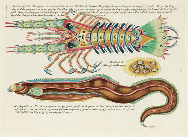 Colourful and surreal illustrations of fish and lobster found in Moluccas Indonesia and the East Indies by Louis Renard 1678 -1746 from Histoire naturelle des plus rares curiositez de la mer des Indes 1754. by IStockHistory com