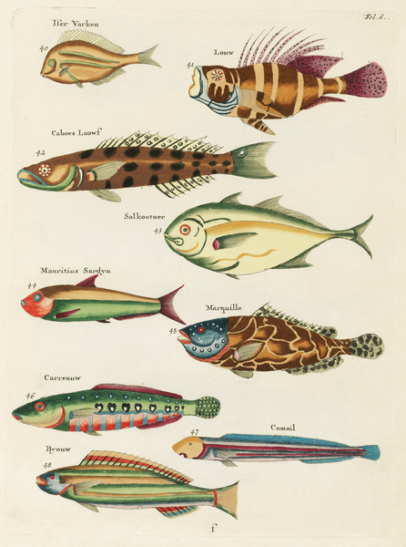 Colourful and surreal illustrations of fishes found in Moluccas Indonesia and the East Indies by Louis Renard 1678 -1746 from Histoire naturelle des plus rares curiositez de la mer des Indes 1754. by IStockHistory com