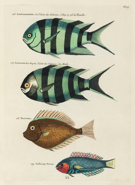 Colourful and surreal illustrations of fishes found in Moluccas Indonesia and the East Indies by Louis Renard 1678 -1746 from Histoire naturelle des plus rares curiositez de la mer des Indes 1754. by IStockHistory com