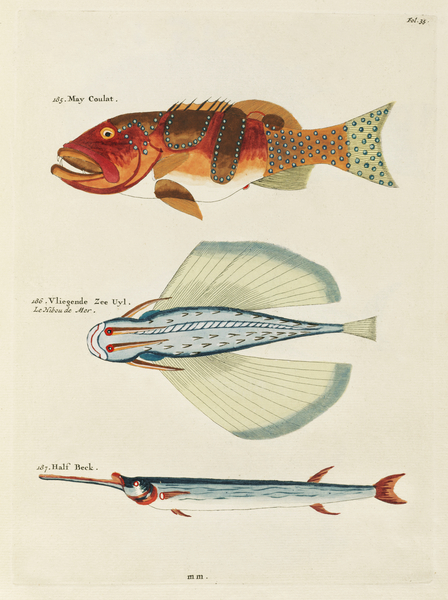 Colourful and surreal illustrations of fishes found in Moluccas Indonesia and the East Indies by Louis Renard 1678 -1746 from Histoire naturelle des plus rares curiositez de la mer des Indes 1754. by IStockHistory com